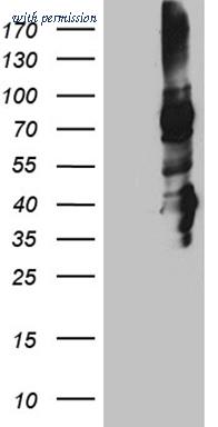 OriGene TA811091AM image 1