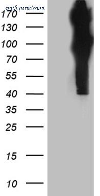 OriGene TA811159AM image 1