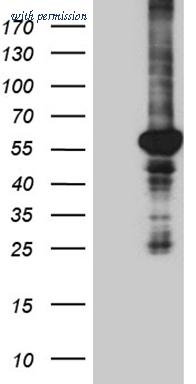 OriGene TA811236BM image 1