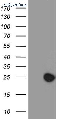 OriGene TA811302AM image 1