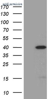 OriGene TA811316BM image 1