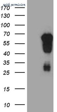 OriGene TA811379AM image 1