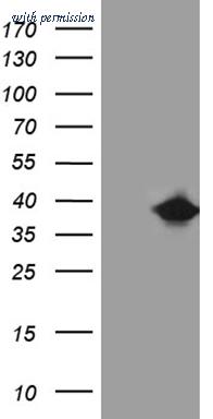 OriGene TA811467AM image 1