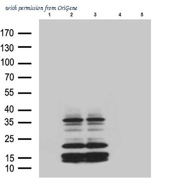 OriGene TA811685BM image 1