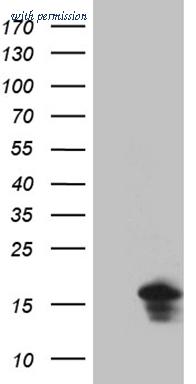 OriGene TA811779BM image 1