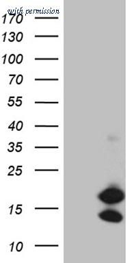 OriGene TA811790AM image 1