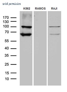 OriGene TA811813AM image 1