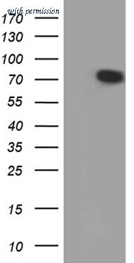 OriGene TA811869AM image 1