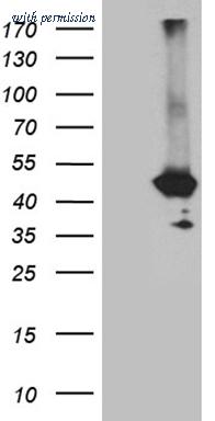 OriGene TA812035BM image 1