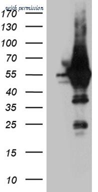 OriGene TA812090AM image 1