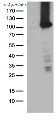 OriGene TA812298BM image 1