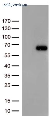OriGene TA812453BM image 1