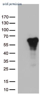 OriGene TA812734AM image 1