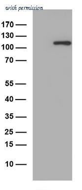 OriGene TA812892BM image 1