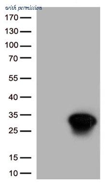 OriGene TA813405AM image 1
