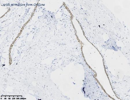 OriGene TA813710AM image 1