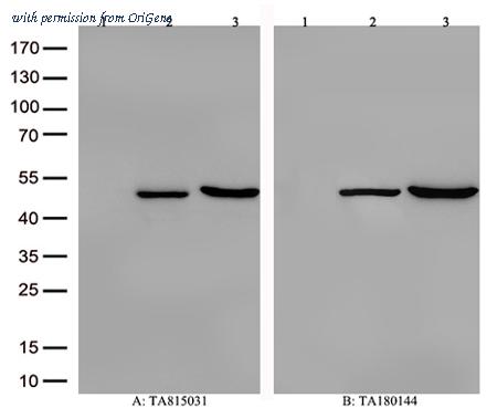 OriGene TA815031 image 1