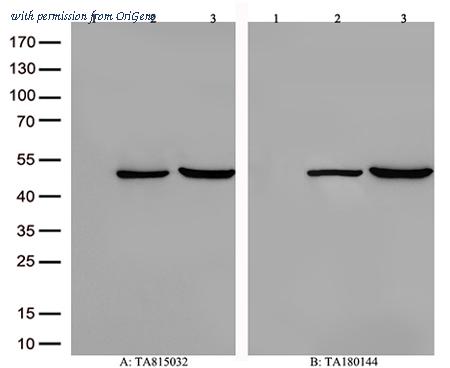 OriGene TA815032 image 1