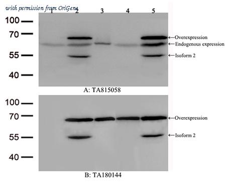 OriGene TA815058 image 1