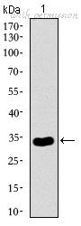 ProMab 30490 image 2