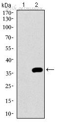 ProMab 30490 image 3