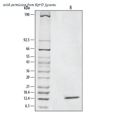 R&D Systems 267-N3-005 image 1