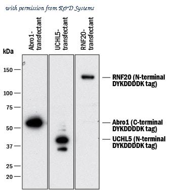 R&D Systems MAB8529 image 1