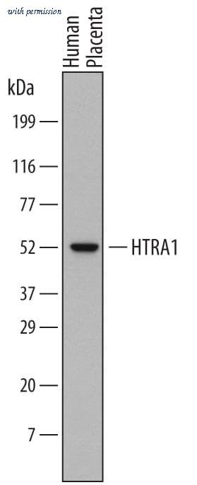 R&D Systems MAB2916 image 1