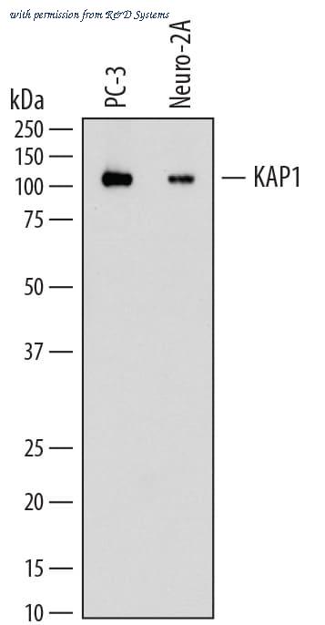 R&D Systems MAB7785 image 1