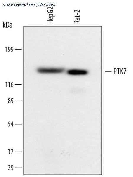 R&D Systems MAB4499 image 1