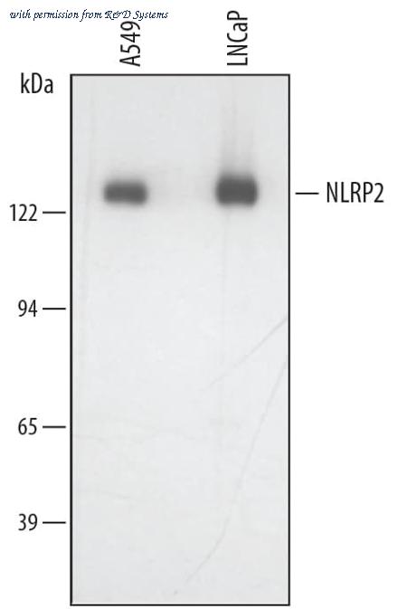R&D Systems MAB4684 image 1