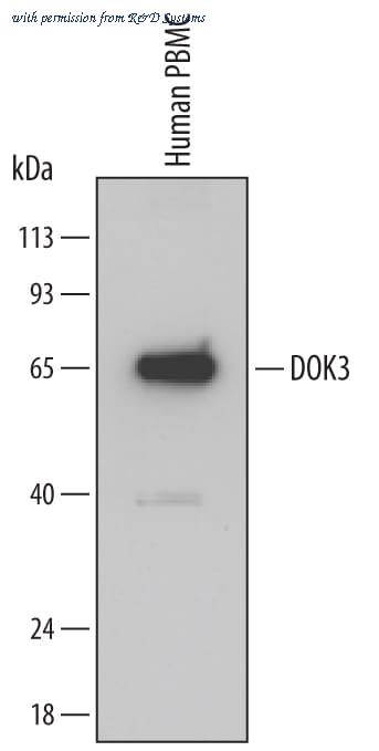R&D Systems MAB4795 image 1