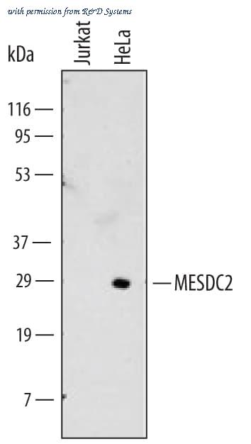 R&D Systems MAB5577 image 1
