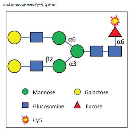 R&D Systems GL302-100 image 1