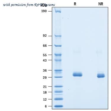 R&D Systems AVI9514-050 image 1