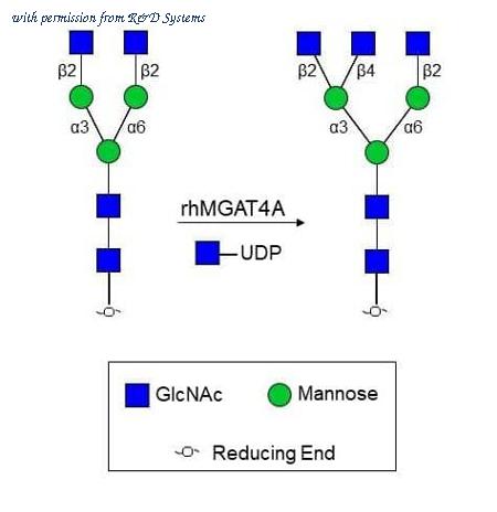 R&D Systems 11496-GT-025 image 1