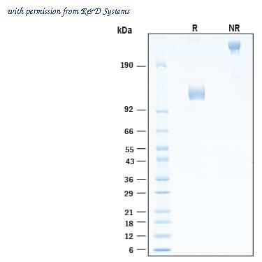 R&D Systems AVI10929-025 image 1
