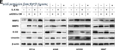 R&D Systems 1-001-A image 1