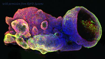 R&D Systems BME001-05 image 1
