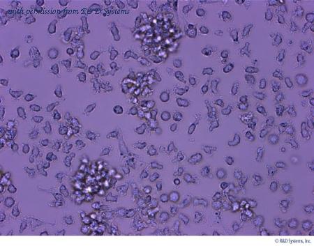 R&D Systems CDK004 image 1
