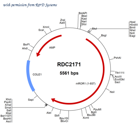 R&D Systems RDC2171 image 1