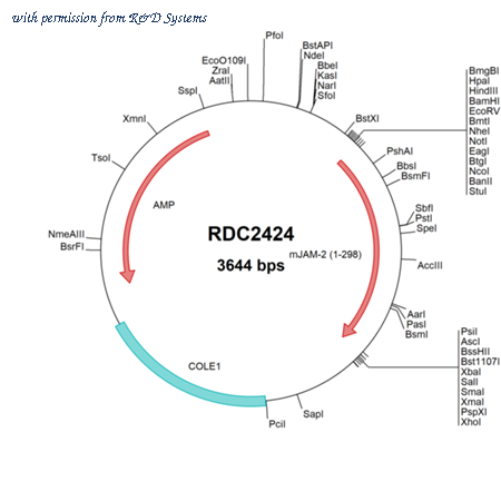 R&D Systems RDC2424 image 1