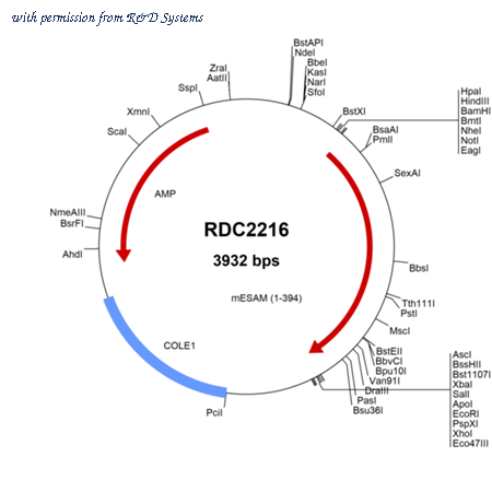 R&D Systems RDC2216 image 1
