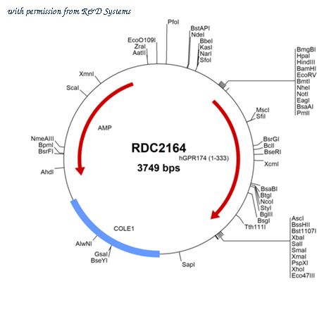 R&D Systems RDC2164 image 1