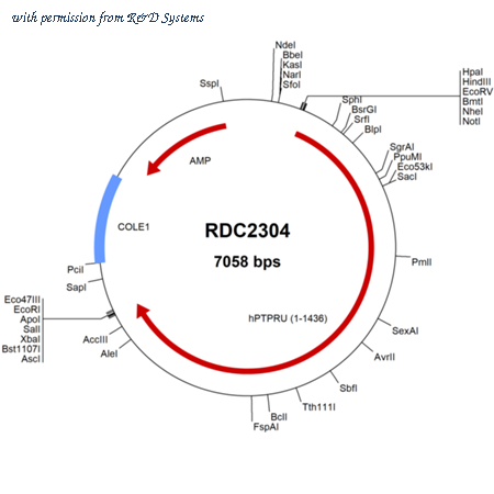 R&D Systems RDC2304 image 1