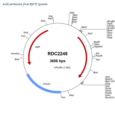 R&D Systems RDC2248 image 1