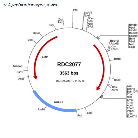 R&D Systems RDC2077 image 1