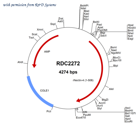 R&D Systems RDC2272 image 1