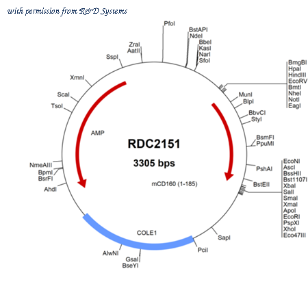 R&D Systems RDC2151 image 1