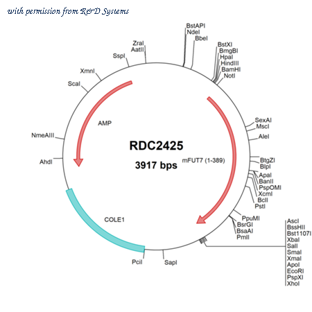 R&D Systems RDC2425 image 1